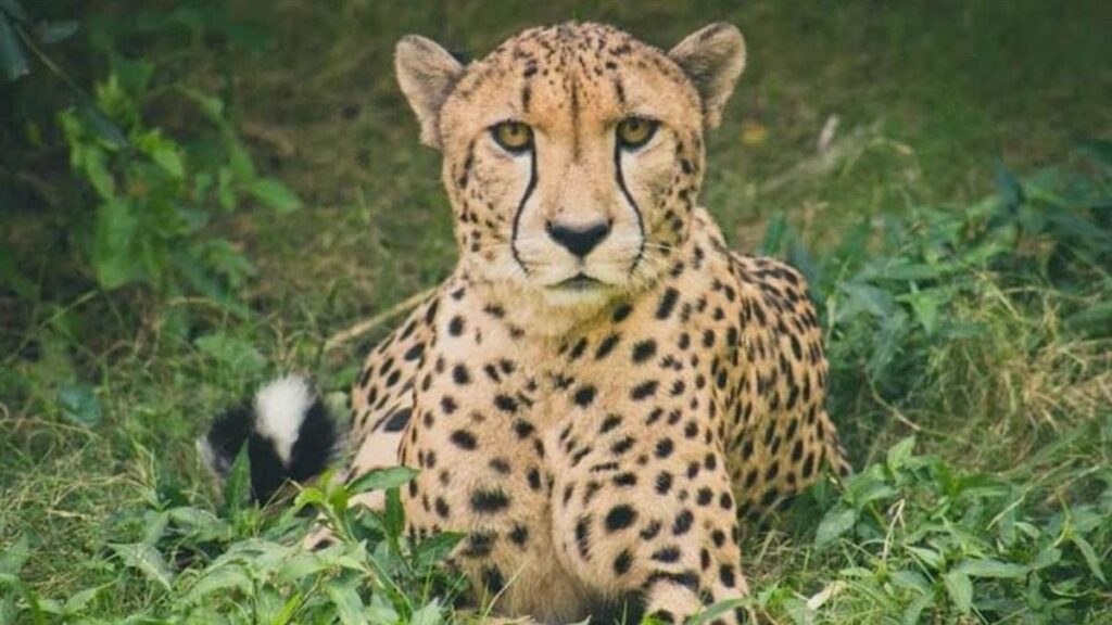 cheetah