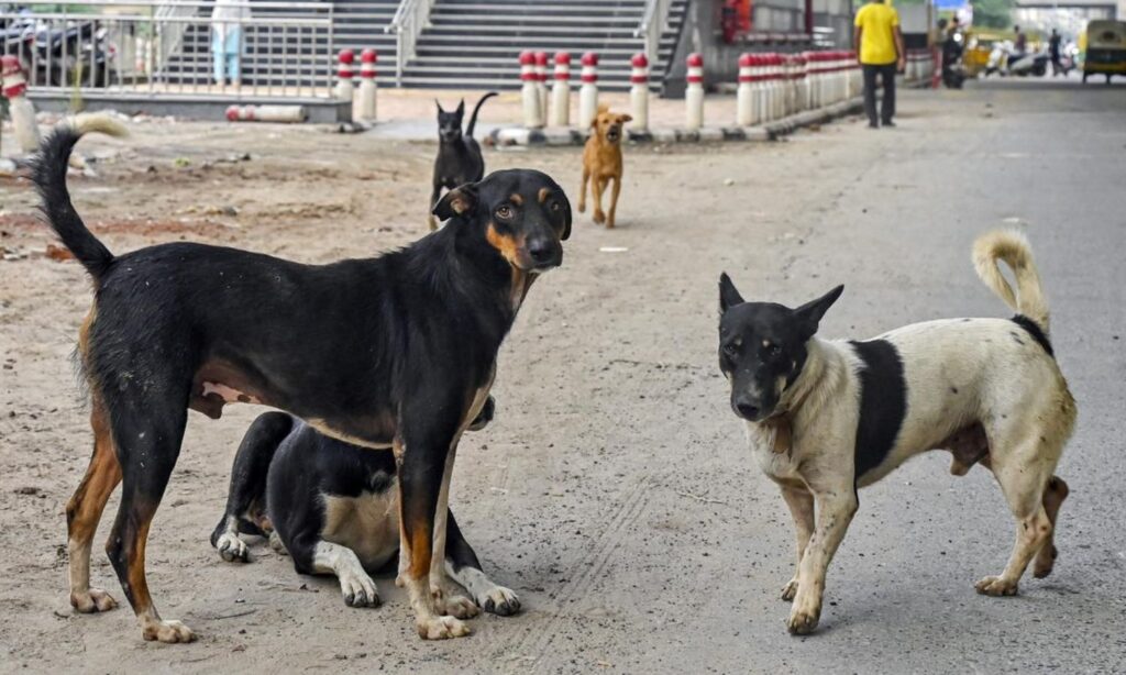 Supreme Court Stray Dog Case