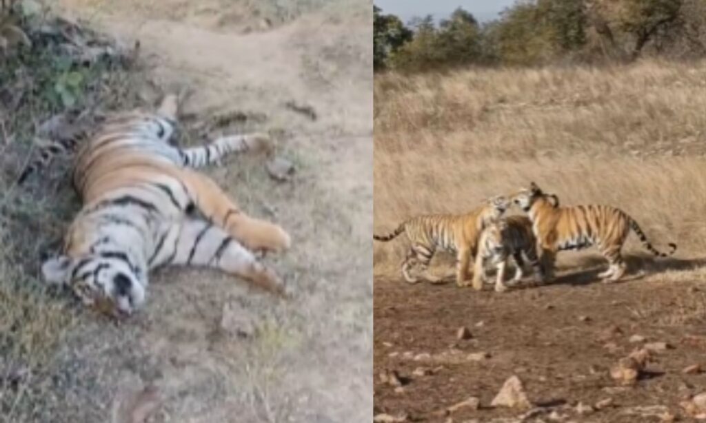 tiger deaths in mp