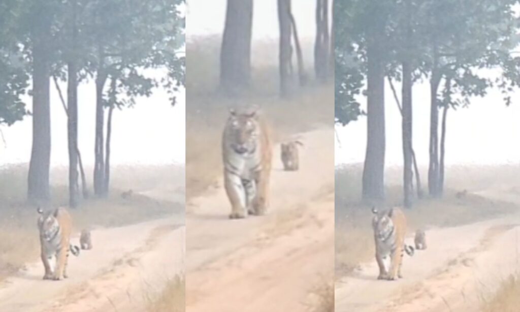 tigress morning walk