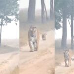 tigress morning walk