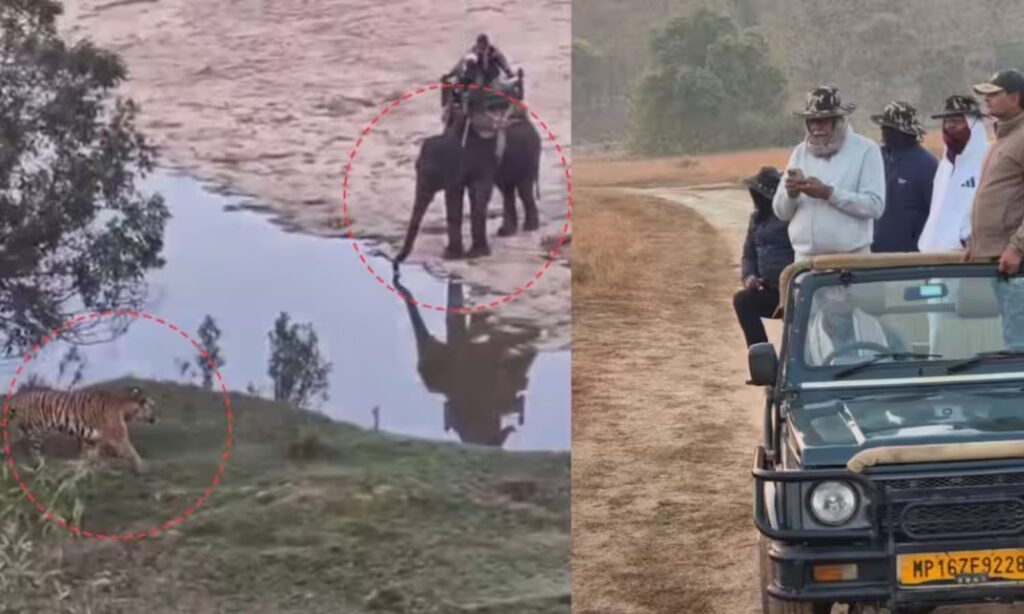 Panna Tiger Reserve Controversy