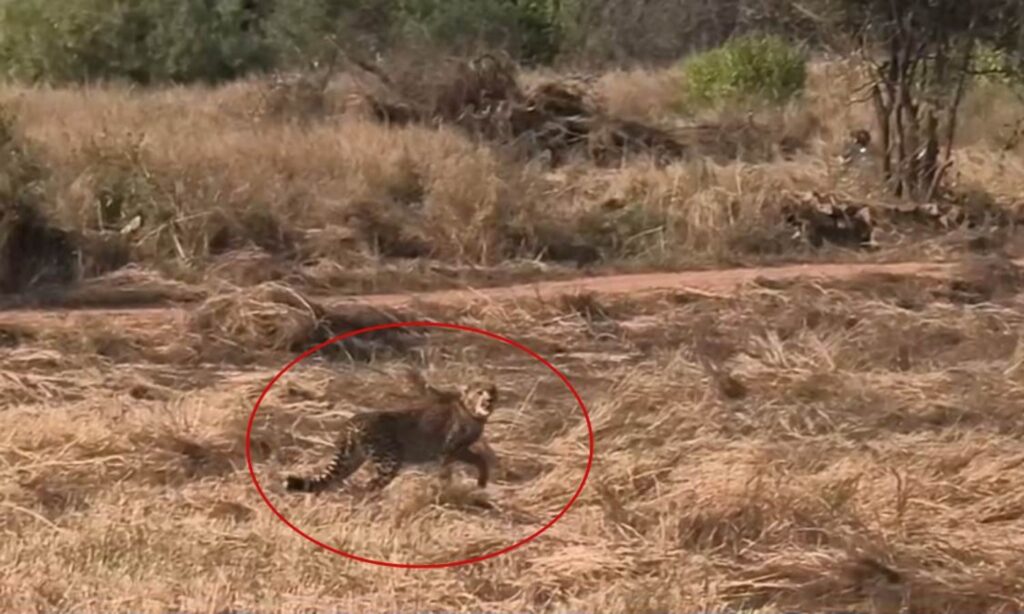 कूनो नेशनल पार्क