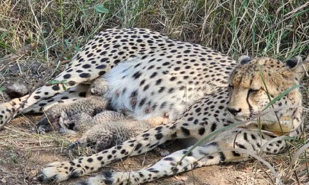 Kuno Cheetah Gamini Birth 3 Cubs