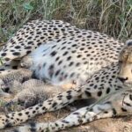 Kuno Cheetah Gamini Birth 3 Cubs