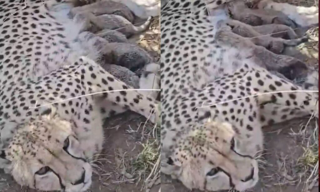 Five cubs were born to female cheetah Jwala