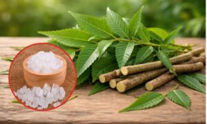 Eating Neem and Sugar Tradition Why