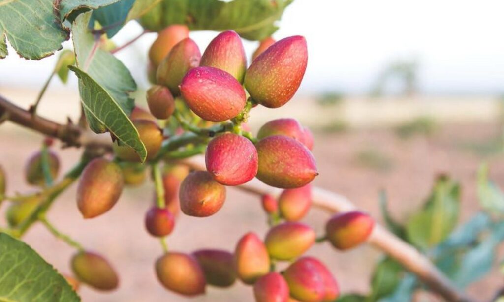 Grow Pistachios At Home