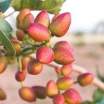 Grow Pistachios At Home
