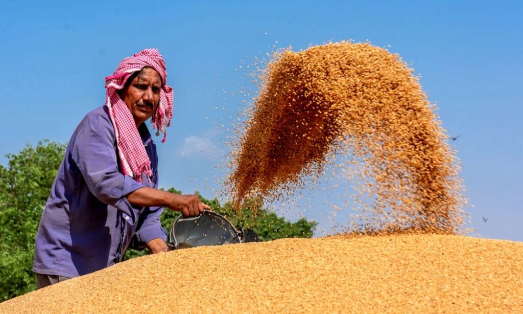 MP Wheat Procurement