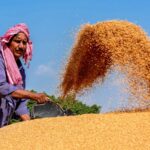 MP Wheat Procurement