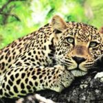 MP Leopard Deaths