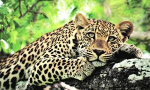 MP Leopard Deaths