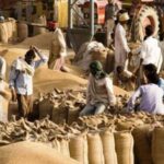 MP Wheat Procurement