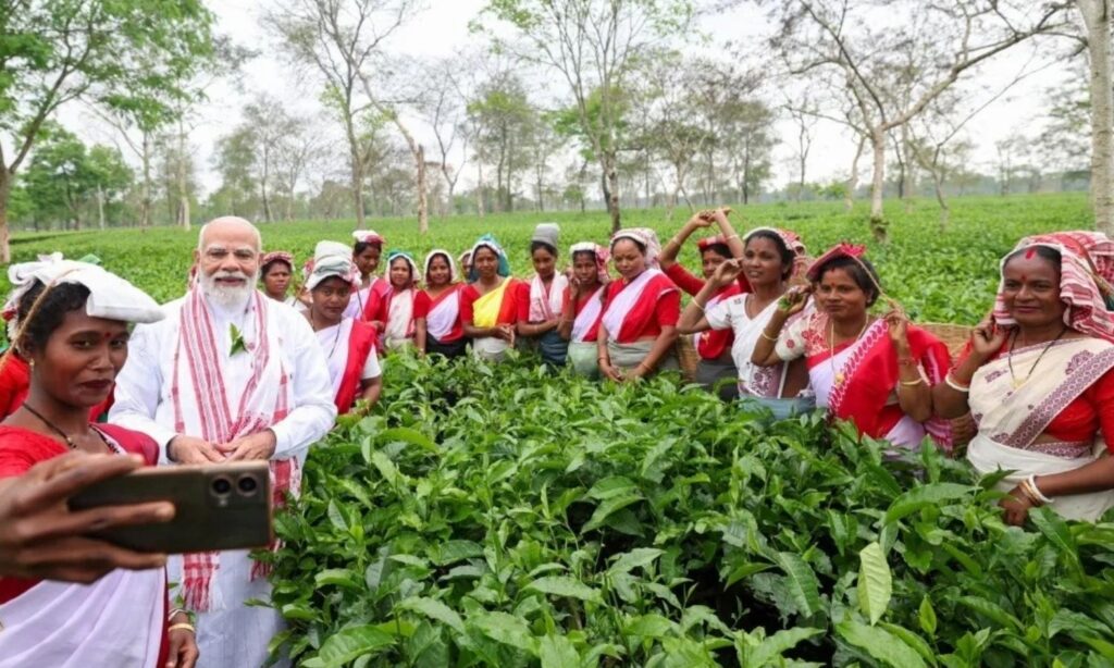 PM Modi Plucks Tea Leaves
