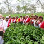 PM Modi Plucks Tea Leaves