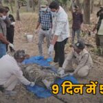 MP Tiger Deaths