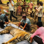 kanha tiger reserve