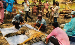 kanha tiger reserve