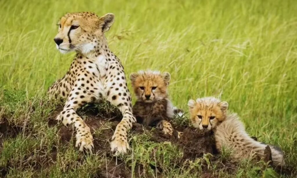 Cheetah Kutch Relocation
