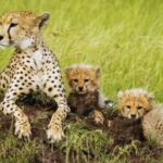 Cheetah Kutch Relocation