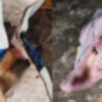 Khandwa Cattle Incident