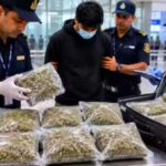 Cannabis Seized