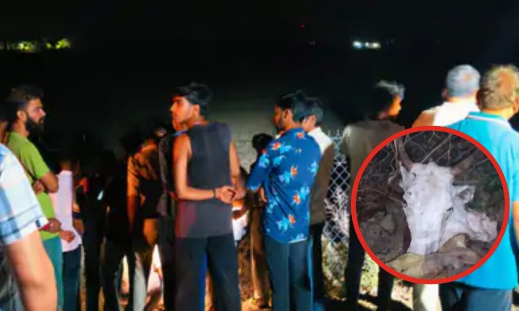Ratlam Cow Head & Remains Found