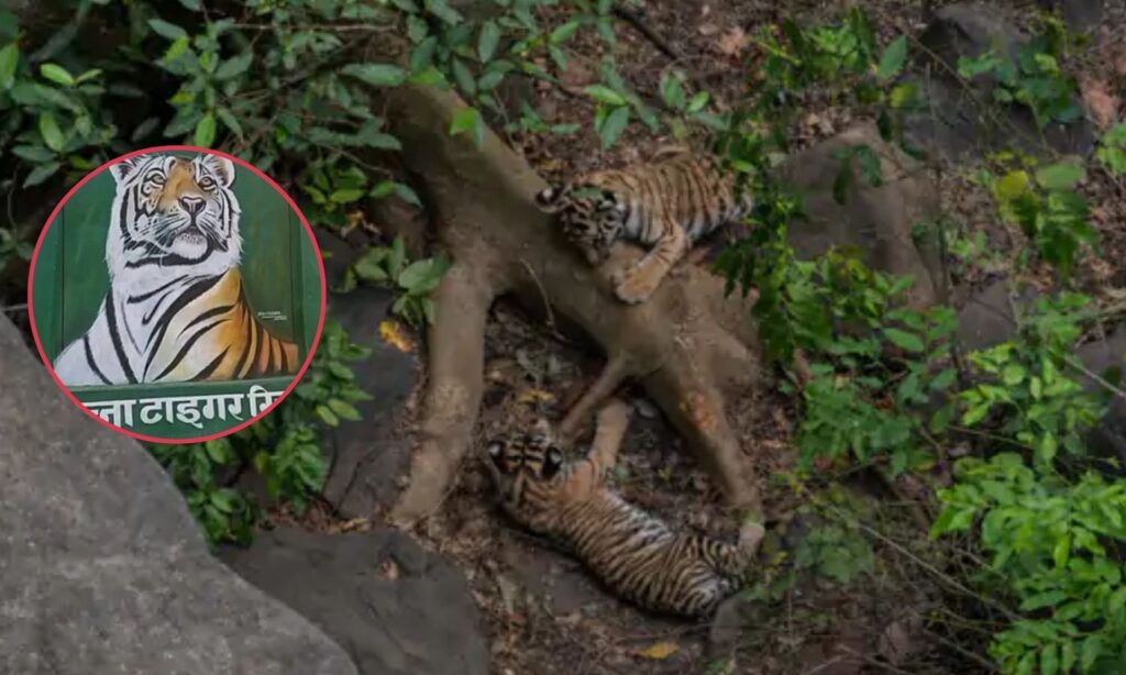 Panna Tiger Reserve Tiger Cubs